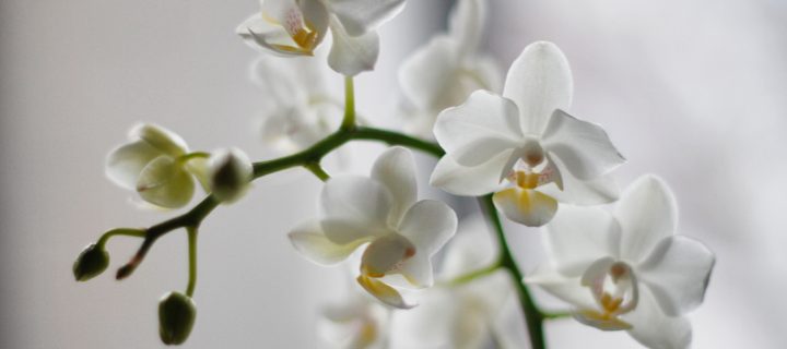 Decorating with White Orchids
